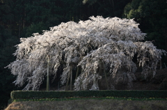 奥山田　枝垂桜