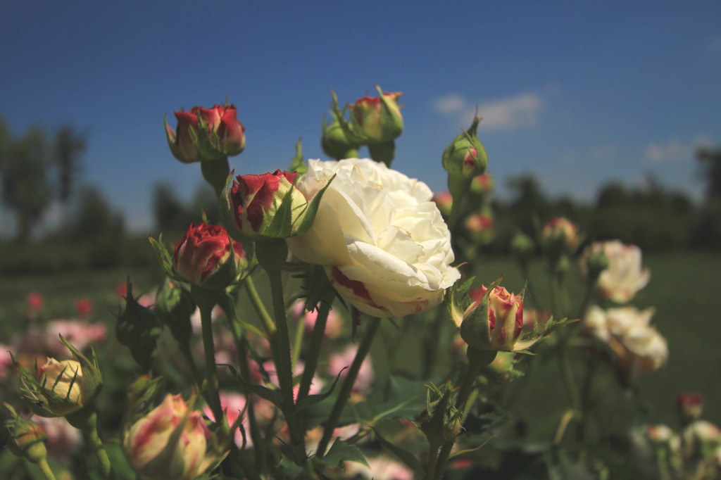 ヴェルサイユの薔薇