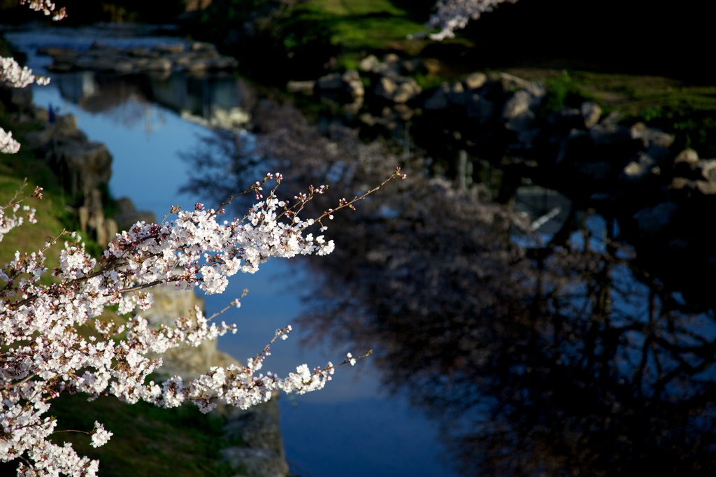 春うららの野川