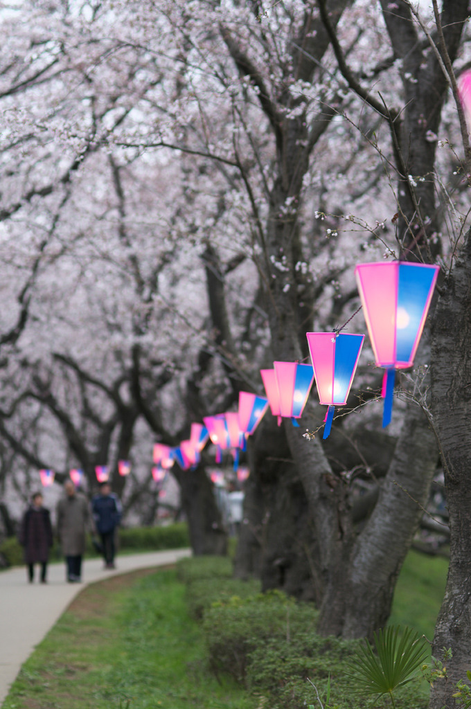幸手権現堂桜堤 2