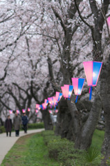 幸手権現堂桜堤 2