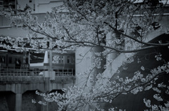 桜と鉄道