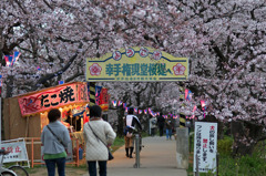 幸手権現堂桜堤 1
