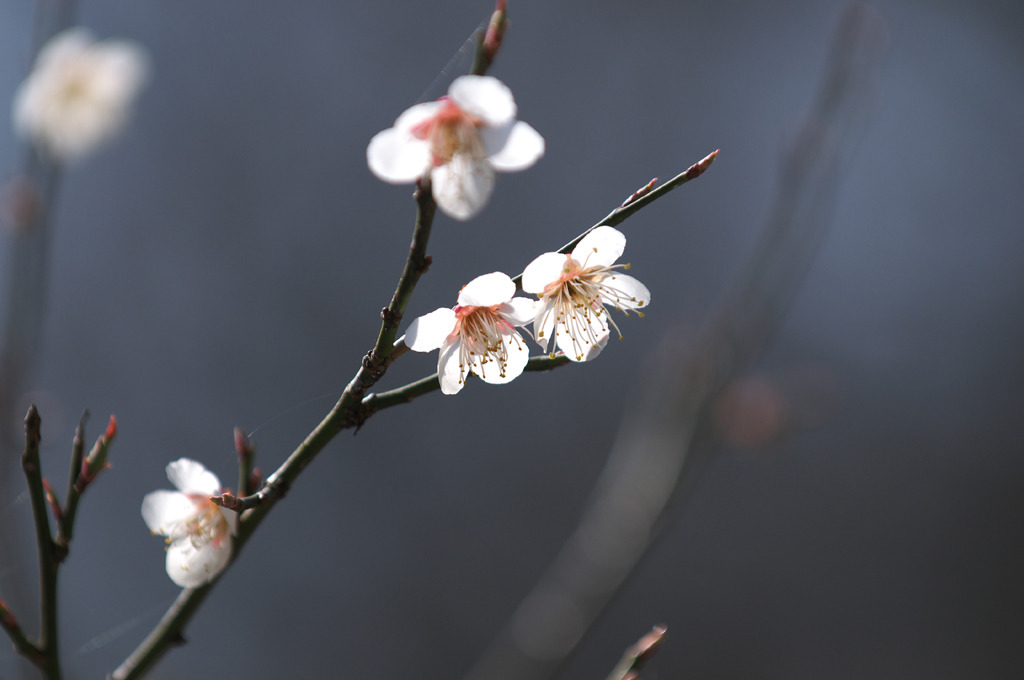 早咲きの桜