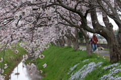 庄和町の桜