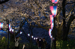 幸手権現堂桜堤 3