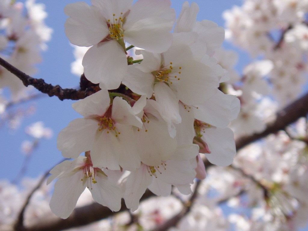 青空に桜