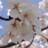 青空に桜