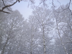 森の雪