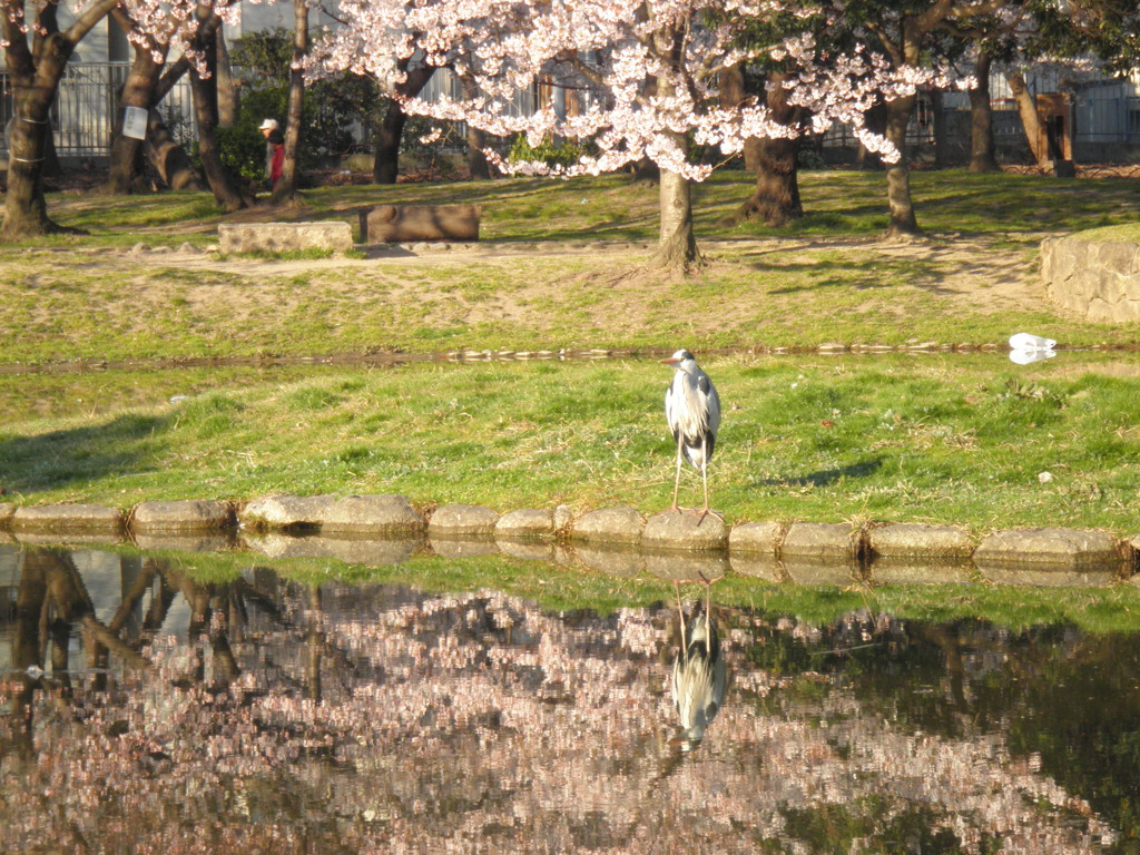 桜とアオサギ