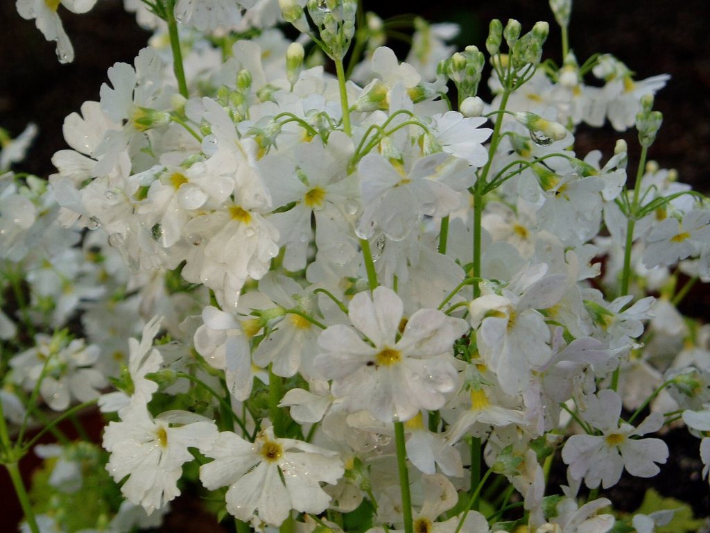 公園の白い花
