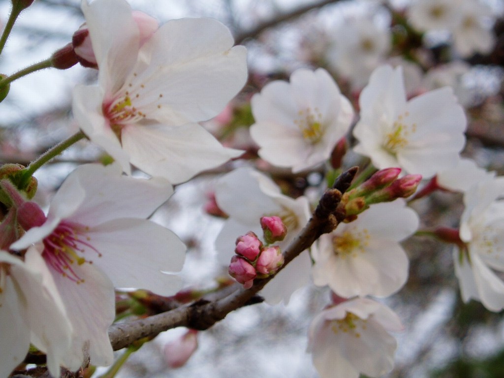 桜が咲いた