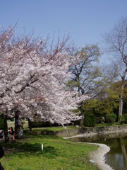 住吉公園の池と桜