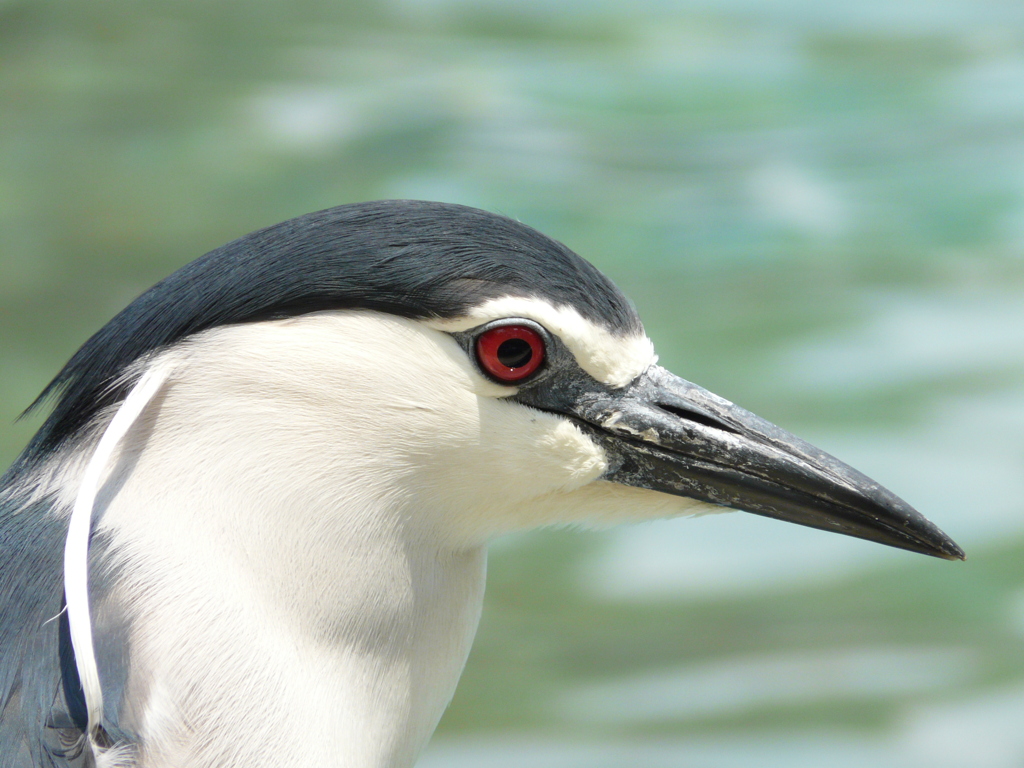 鳥の目