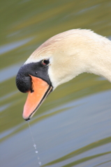 白鳥の目