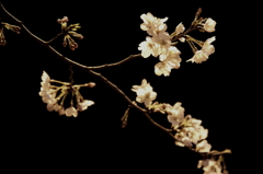 夜桜２