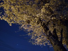 夜桜