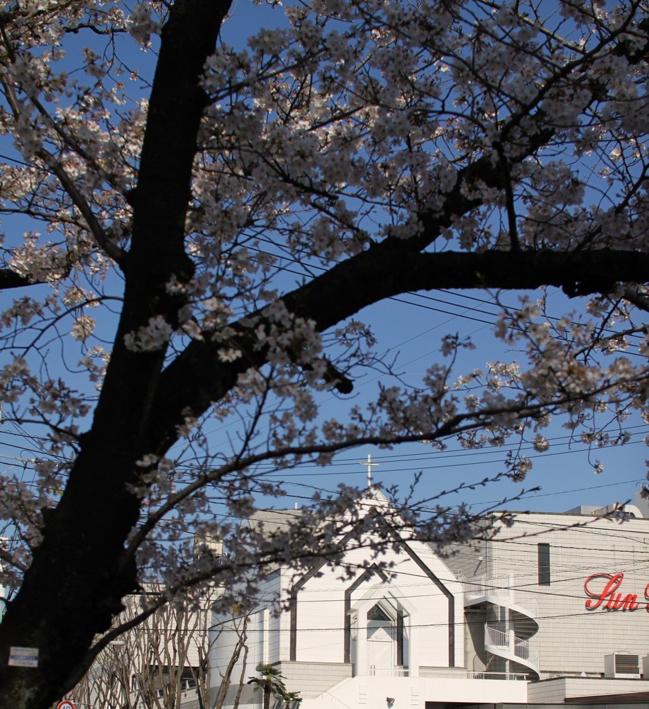 今朝の桜