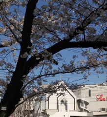今朝の桜