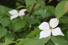 ルイ・ヴィトンの花
