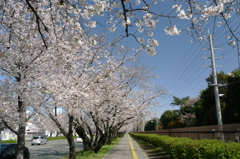 自衛隊通りの桜