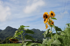 夏の終わりも近付き
