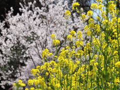 桜と菜の花