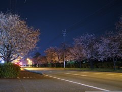 自衛隊前の夜桜