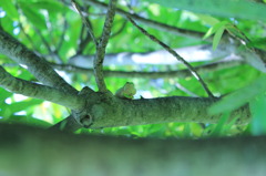 木の上のカエル