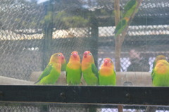 カラフルなインコ