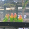 カラフルなインコ