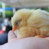 ひよこ
