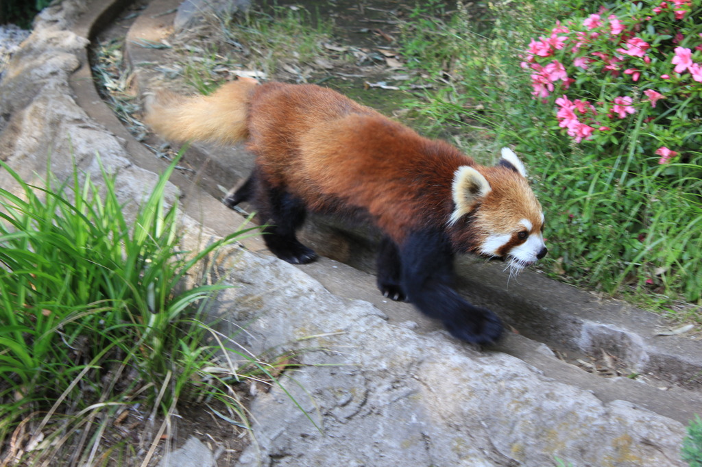 レッサーパンダ