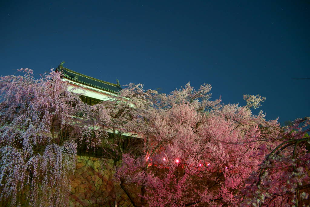 上田城　夜桜