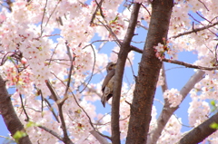 桜と鳥