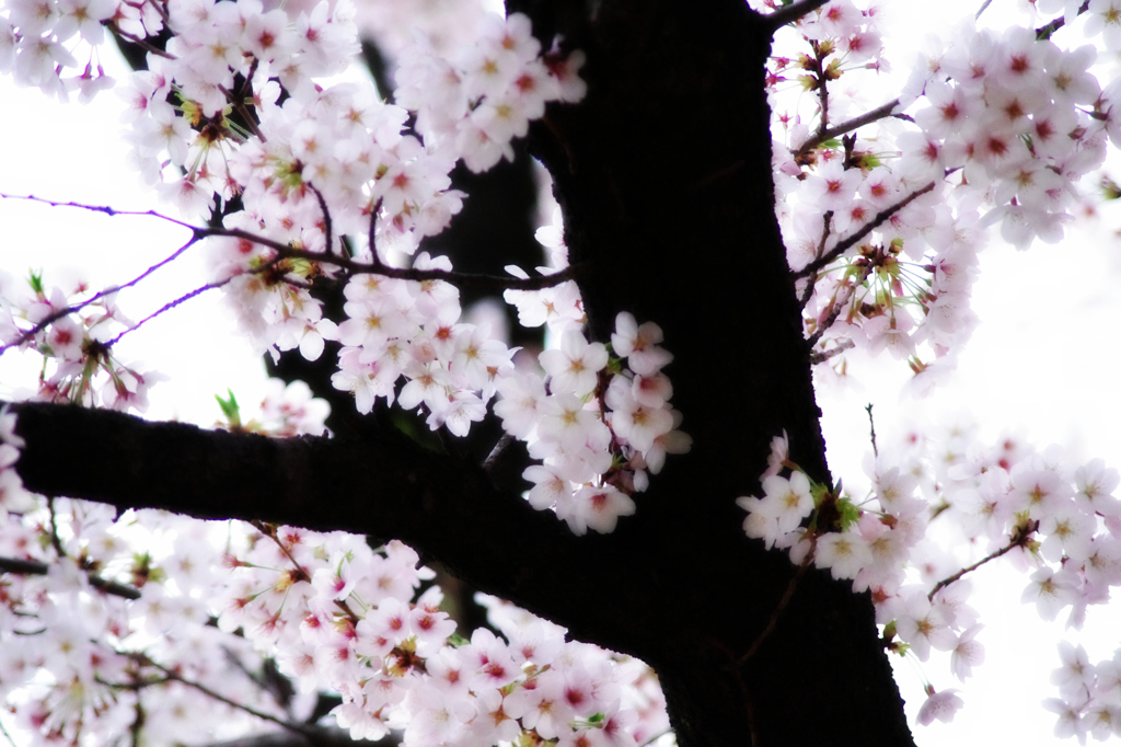 桜