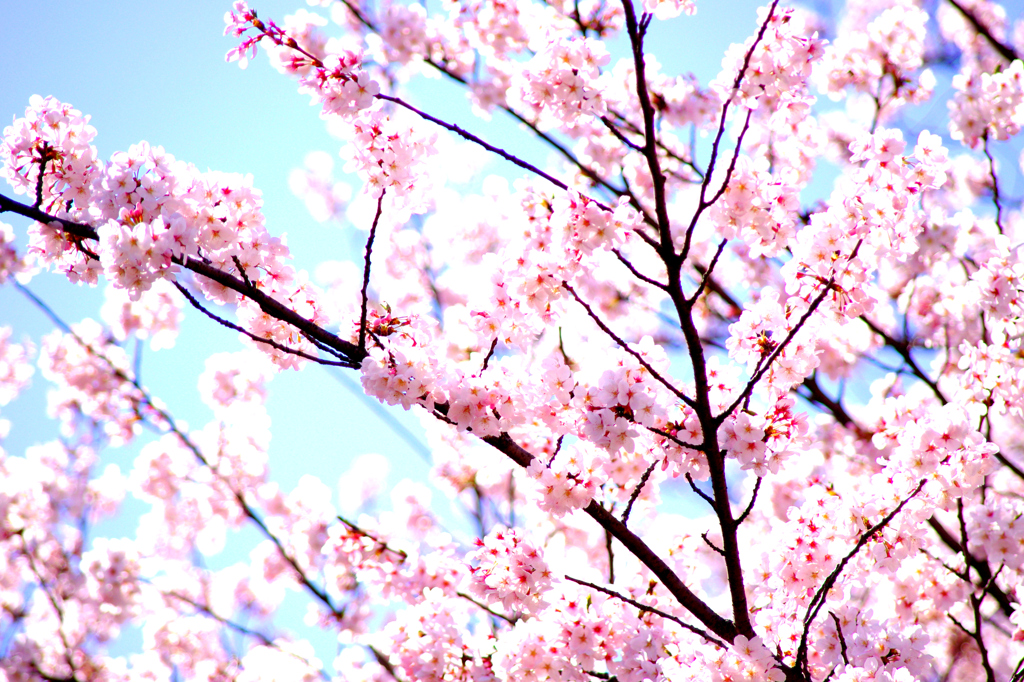桜