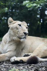 Asiatic lion