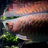 dragon fish