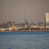 Sky tree from YOKOHAMA