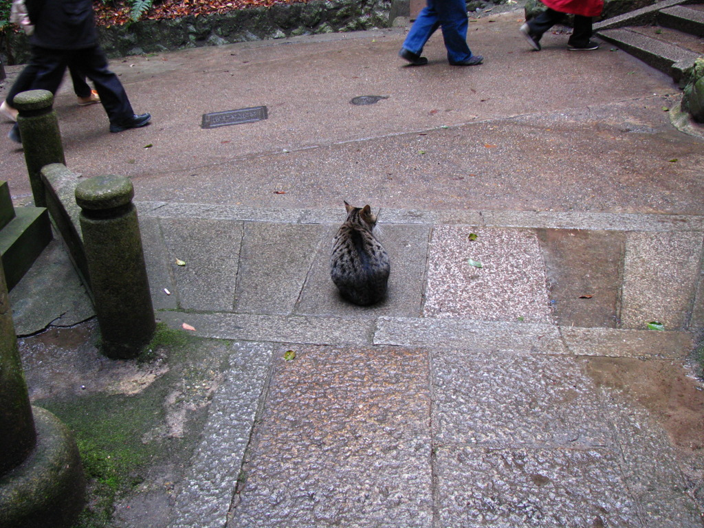 ねこ３