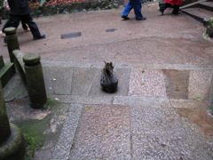 ねこ３
