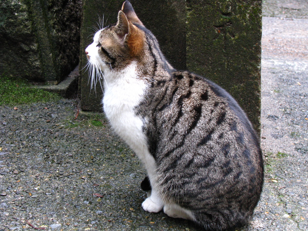 ねこ１