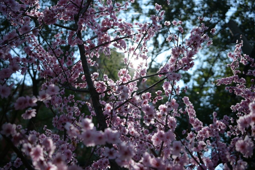 DSC_0271