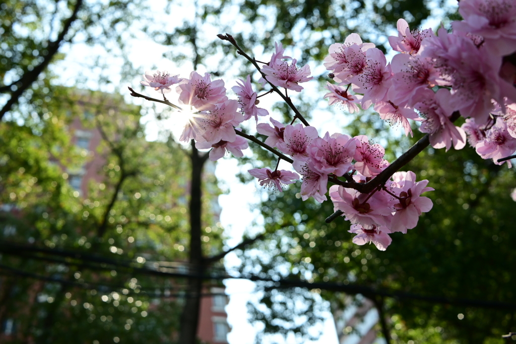 DSC_0343