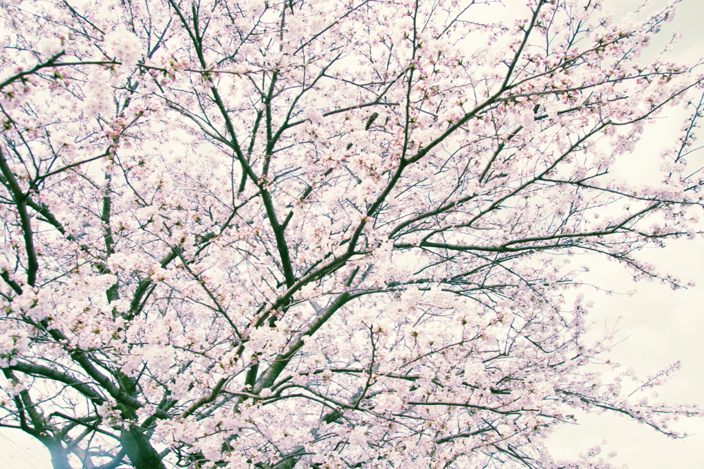 桜