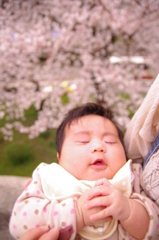 桜への祈り