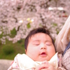 桜への祈り