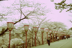 お花見散歩