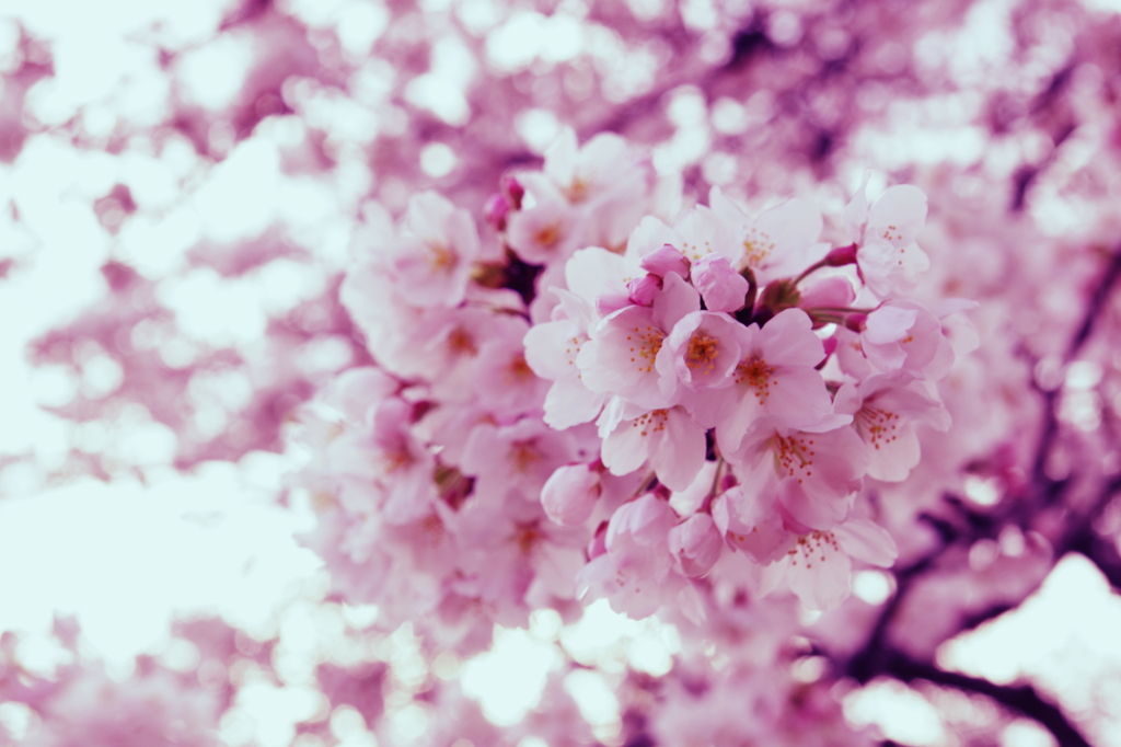 桜　満開
